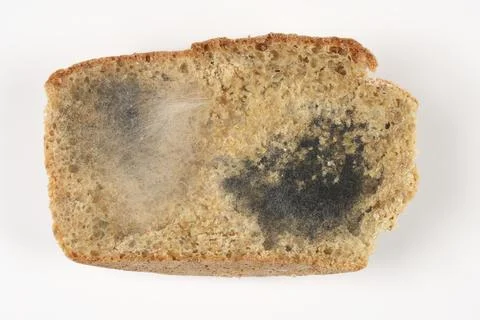 Moldy slice of bread on white background Stock Photos