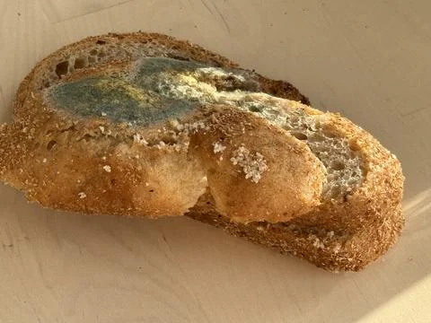 Moldy slice of whole grain bread with blue and green mold on wooden surface Stock Photos