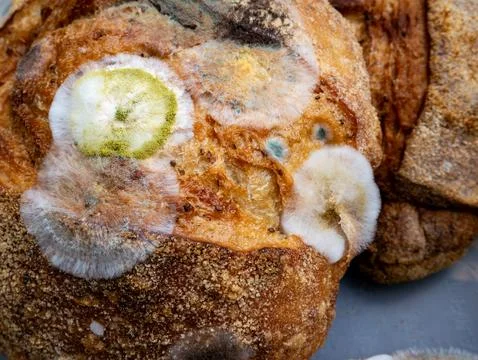 Moldy spoiled bread slices with white green fuzzy mold growth spots on crus.. 스톡 사진