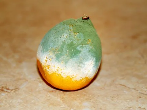 Moldy spoiled rotten lemon on the table Stock Photos