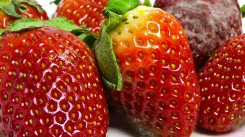 Moldy Strawberries 스톡 동영상 20917251