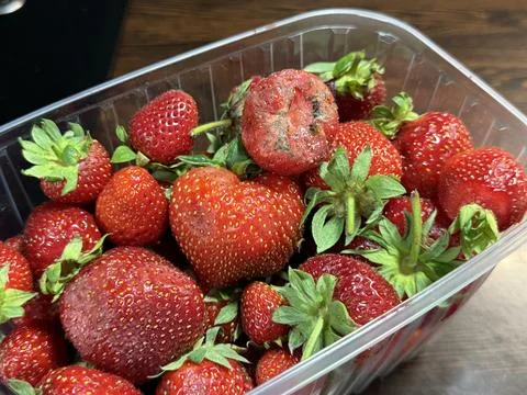 Moldy Strawberries in Plastic Container, Spoiled Fruit Stock Photos