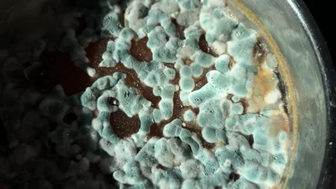 Moldy surface of decomposing liquid food in metal container Stock Footage 307845081