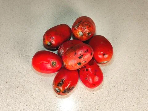 Moldy tomatoes on the table. Stock Photos