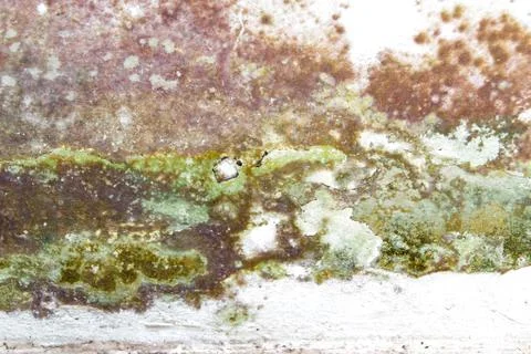 Moldy wall Stock Photos