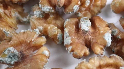 Moldy walnuts found in a kitchen storage area Stock Footage 334908849
