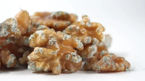 Moldy walnuts found under kitchen shelf in home Stock Footage 333662677