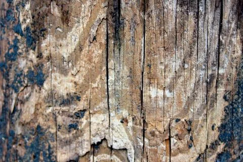 Moldy Wooden Pattern Stock Photos