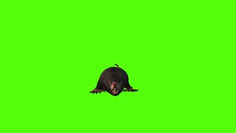 Mole Attack Green Screen Animation 4K Rendering Видео 281392974
