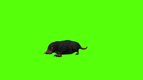 Mole Bite Green Screen Animation 4K Rendering Vídeos de archivo 281393004