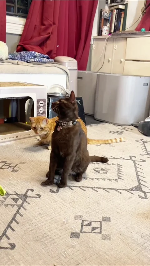 Mole the Cat Playing with Catnip Bubbles, Los Angeles, California, USA - 01 Jan  Video stock 205435153