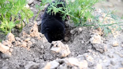 Mole climbs out of the hole on the head of a clay. Mole - Talpa europaea Stock Footage 88813169