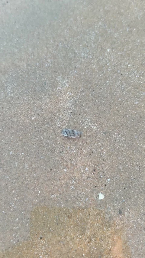 Mole Crab Scurrying on Wet Beach Sand Shoreline Stock Footage 340381896