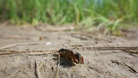Mole Cricket Crawling Across Sandy Ground in Sunny Meadow Macro Stock Footage 345163200