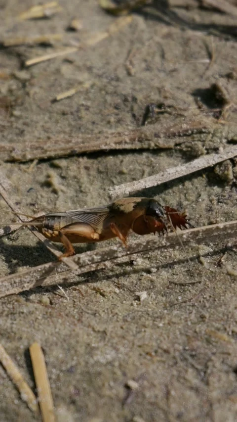 Mole Cricket Crawling Across Sandy Ground in Natural Daylight Stock Footage 345166389