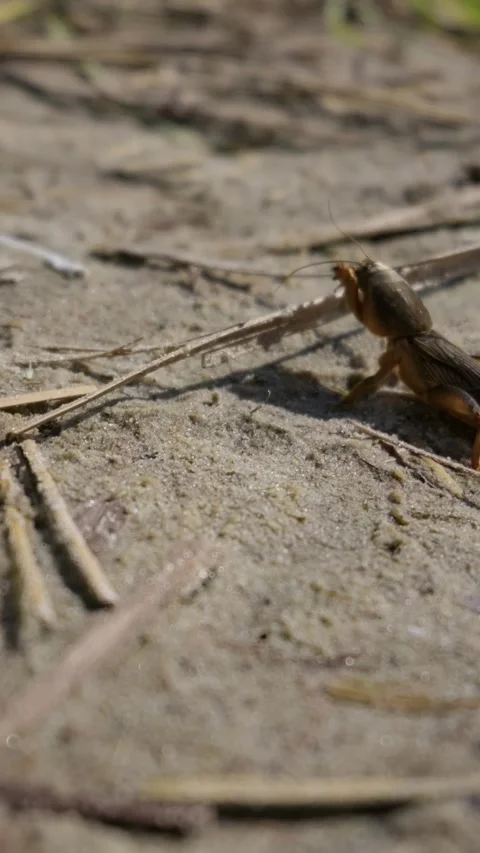 Mole Cricket Crawling on Muddy Soil in Natural Sunlight Stock Footage 345166211