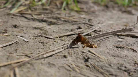Mole Cricket Crawling on Sandy Ground During Bright Sunny Day Stock Footage 345162685