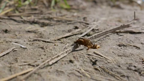 Mole Cricket Crawling on Sandy Ground in Entomological Study Stock Footage 345162713