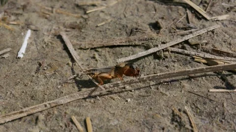Mole Cricket Crawling on Sandy Ground in Wildlife Habitat Macro 库存影片 345162934