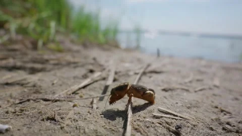 Mole Cricket Crawling on Sandy Riverside Ground in Daylight Stock Footage 345162935