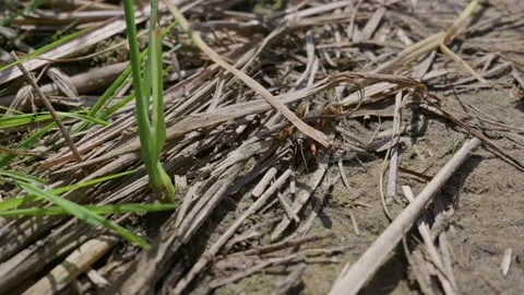 Mole Cricket Crawling on Sandy Soil Among Dry Grass in Daylight Stock Footage 345162219