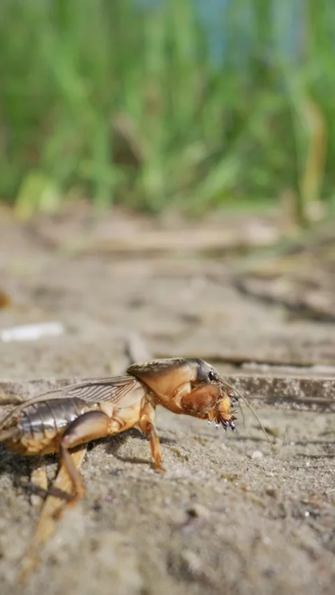 Mole Cricket Crawling on Sandy Soil in Natural Sunlight Stock Footage 345166668