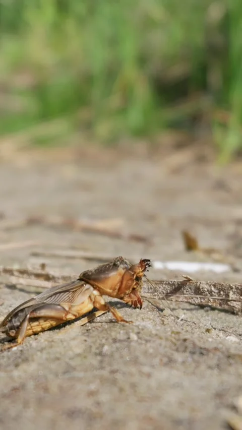 Mole Cricket Crawling on Sandy Soil Ground in Macro Sunlight Stock Footage 345166719
