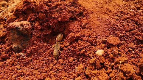 Mole Cricket Digging in Soil – Close-Up of Burrowing Insect in Action Stock Footage 312564827