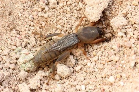 Mole Cricket on the ground Stock Photos