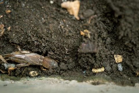 Mole Cricket Hidden in Soil Close Up Foto stock