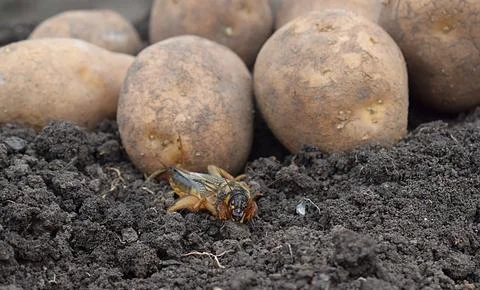 Mole cricket insect on the background of potatoes. Фото