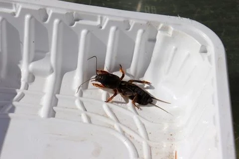 A mole cricket insect pest in a plastic container Stock Photos