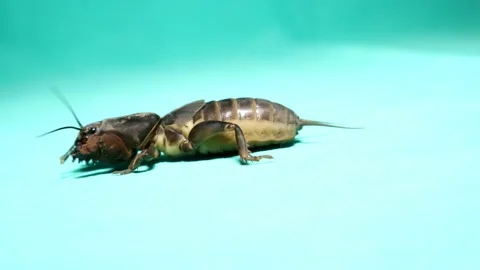 Mole cricket isolated. mole cricket on green background. grasshopper. insect Stock Footage 141665559