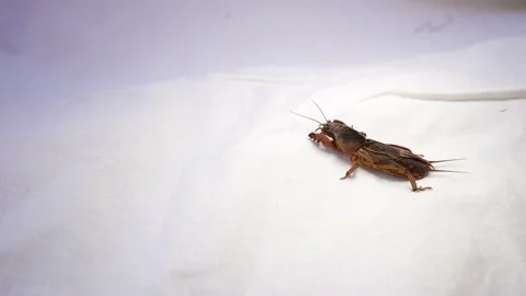Mole cricket. mole cricket isolated. closeup mole cricket. grasshopper. insect Stock Footage 141512563