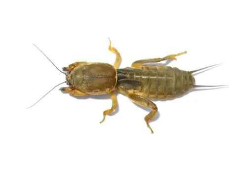 Mole cricket. Stock Photos