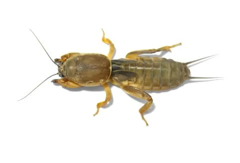 Mole cricket. Stock Photos