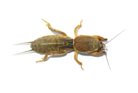 Mole cricket. Stock Photos