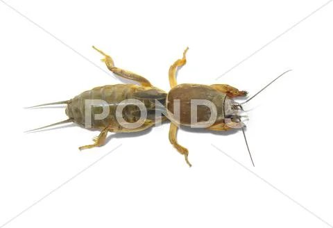 Mole cricket. Stock Photos