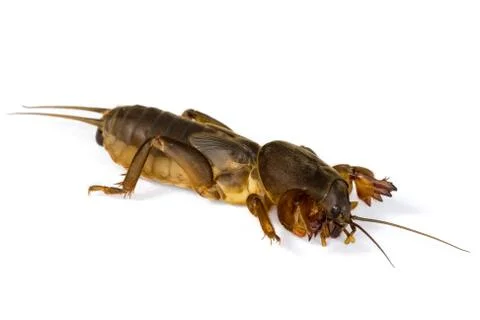Mole cricket Stock Photos