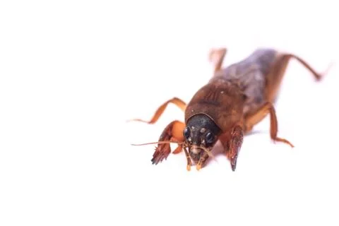 Mole cricket Stock Photos