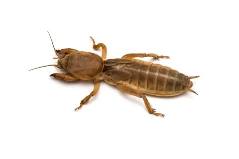 Mole cricket Stock Photos