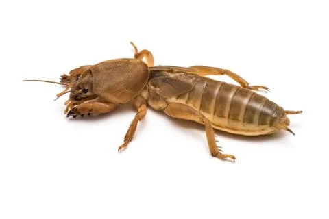 Mole cricket Stock Photos