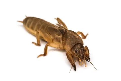 Mole cricket Stock Photos