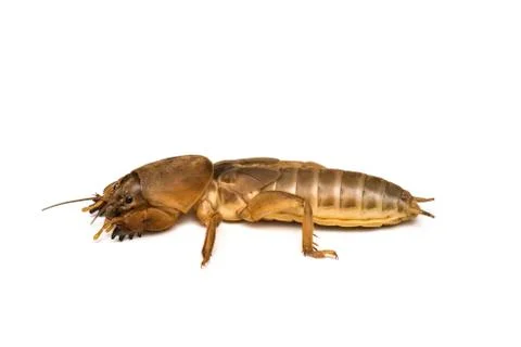 Mole cricket Stock Photos
