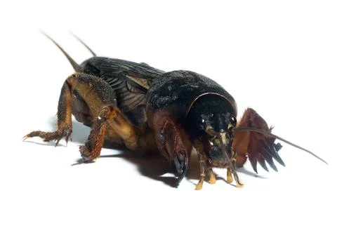 Mole cricket Stock Photos