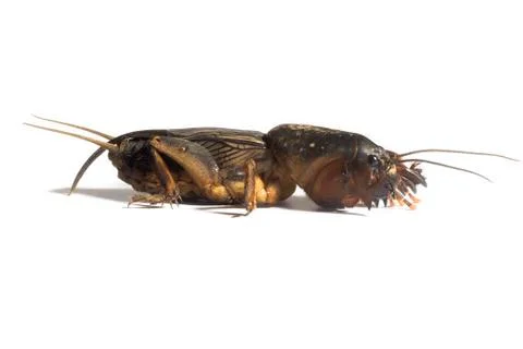 Mole cricket Stock Photos