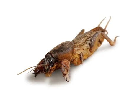 Mole cricket Stock Photos