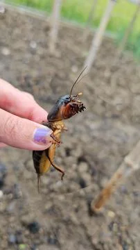 Mole cricket Stock Photos