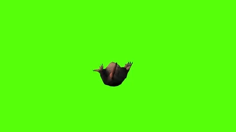 Mole Death Green Screen Animation 4K Rendering Stock Footage 281393006