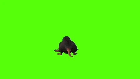 Mole Digging Green Screen Animation 4K Rendering Stock-Footage 281393023